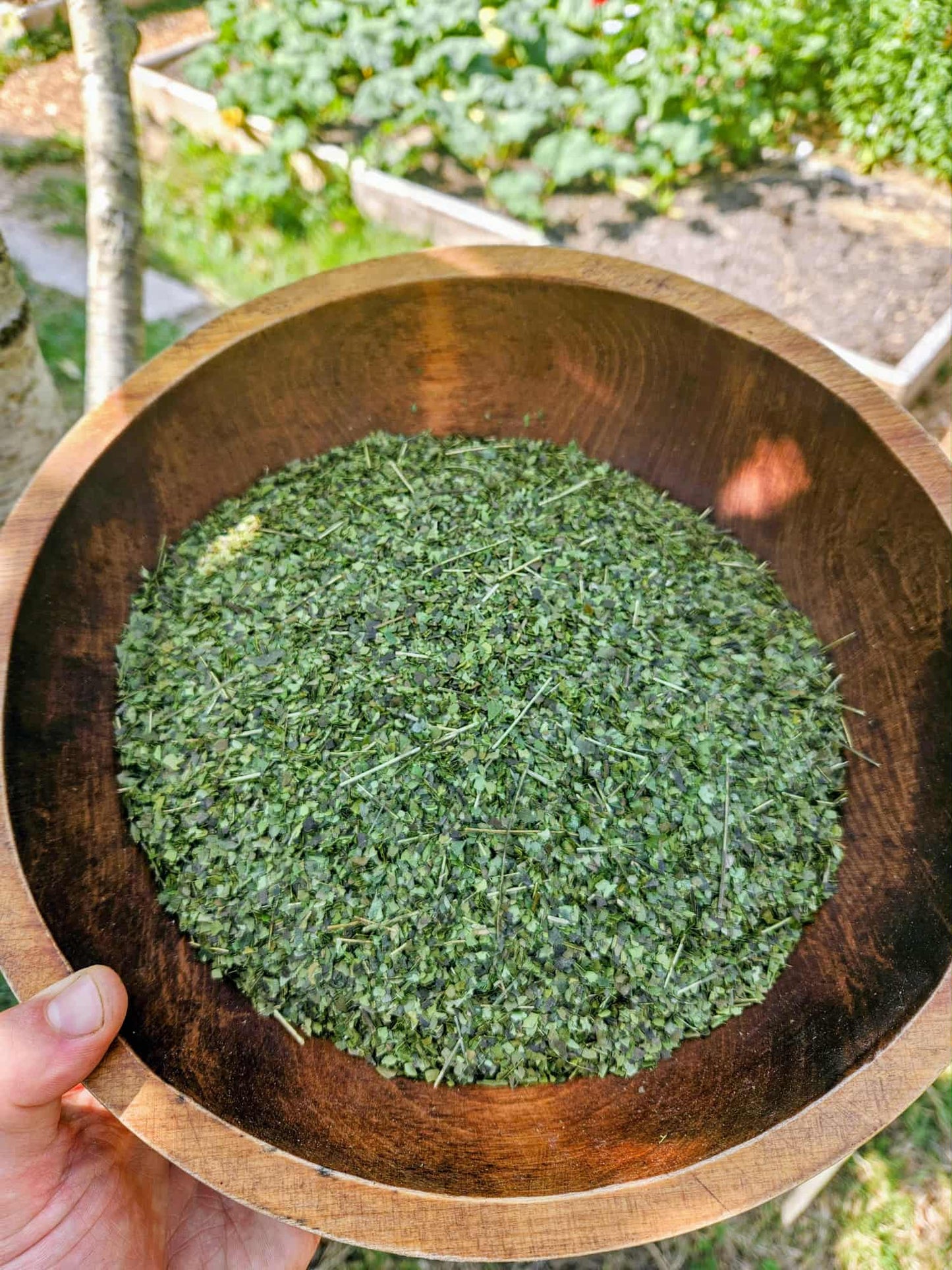 Guayusa Tea - 5 Pounds - Free Shipping in Canada! - Organic