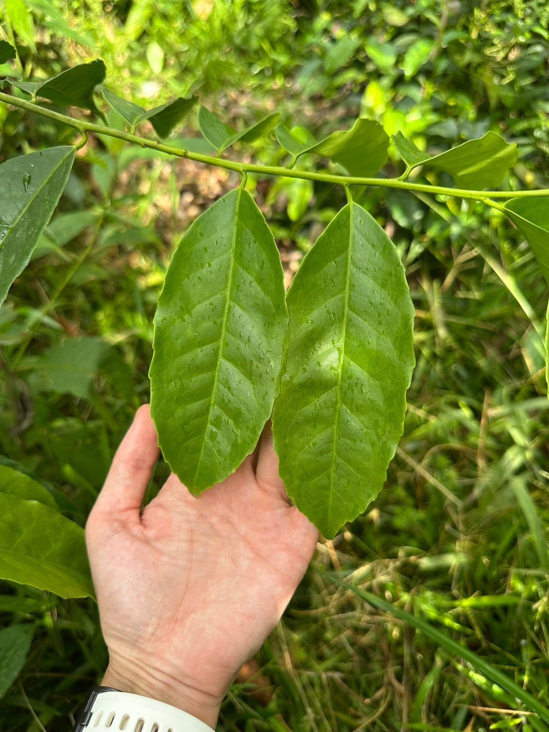 Guayusa tea benefits and research guide - Upina