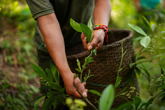 Guayusa vs Coffee: Energy, Adrenaline & Jitters
