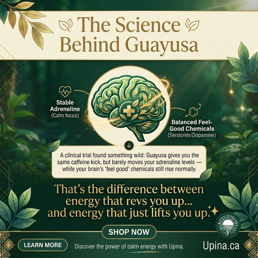 Why Guayusa Gives You Energy Without the Adrenaline Crash