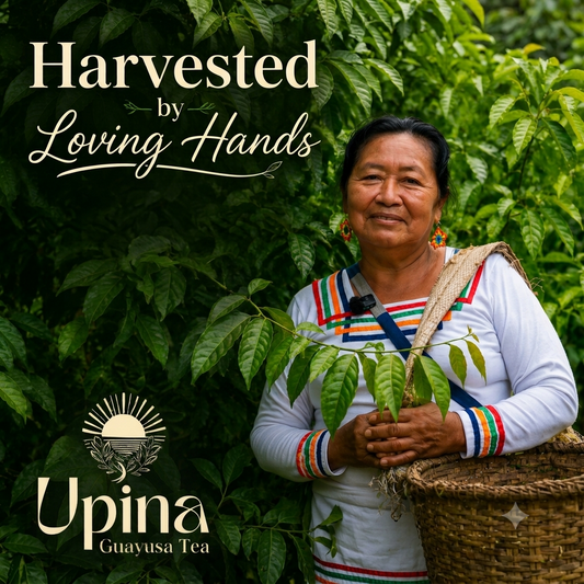 Harvested by Loving Hands: The Story Behind Our Guayusa
