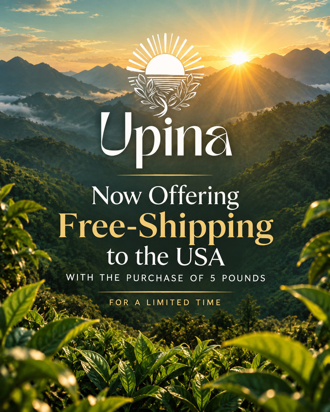 Where to Buy Guayusa Tea in the USA