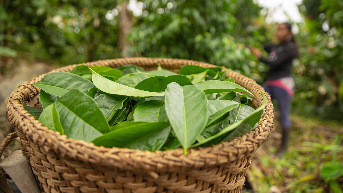 What is Guayusa? The Amazon's Best Kept Secret